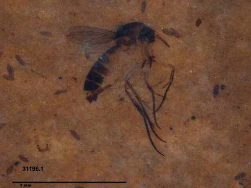 Mycetophilidae