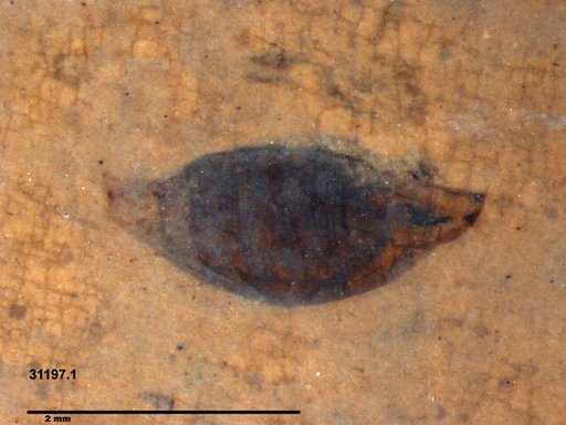 Tracheophyta