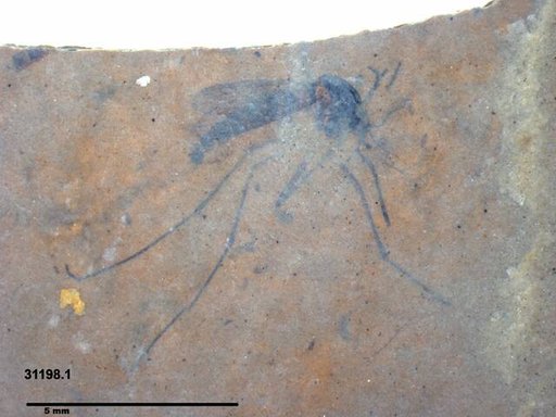 Genus sp