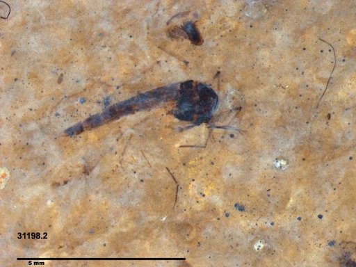 Genus sp
