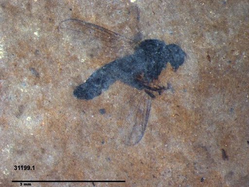Diptera
