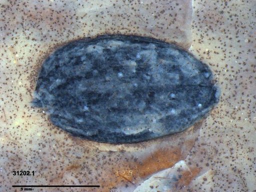 Tracheophyta