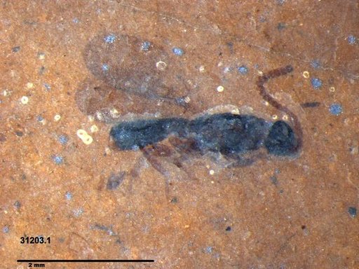 Diapriidae