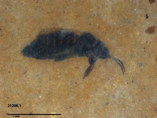 Genus sp