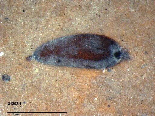 Tracheophyta