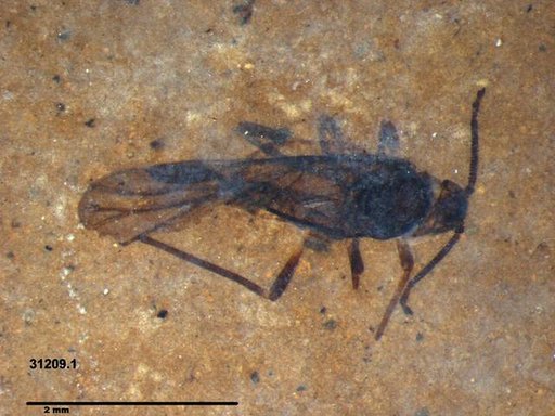 Aphididae