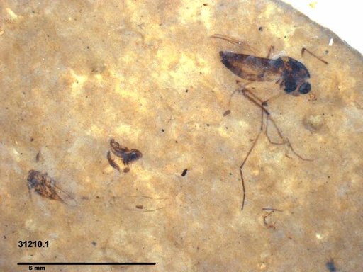 Diptera