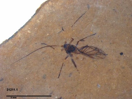 Aphididae