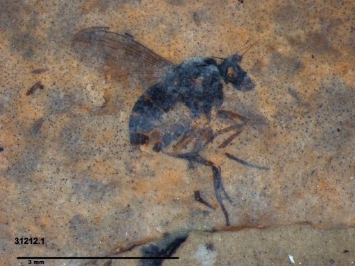 Diptera