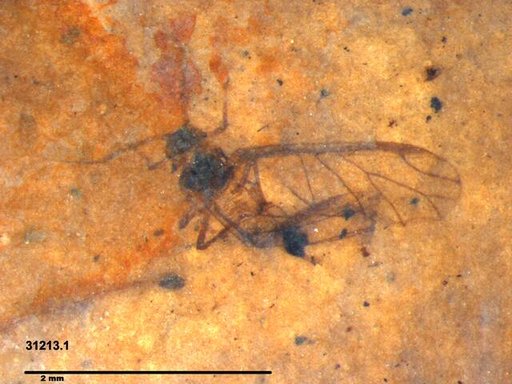 Aphididae