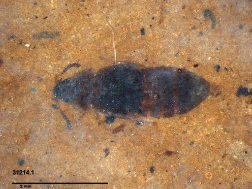Genus sp
