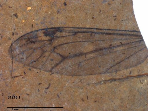 Diptera