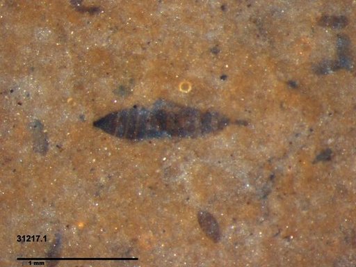 Genus sp