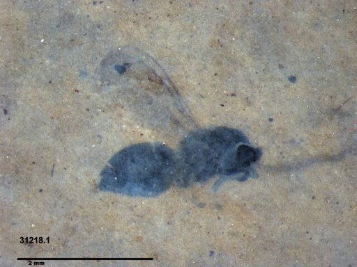 Genus sp