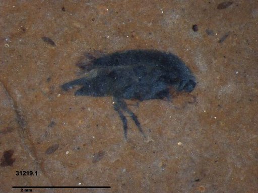 Mordellidae