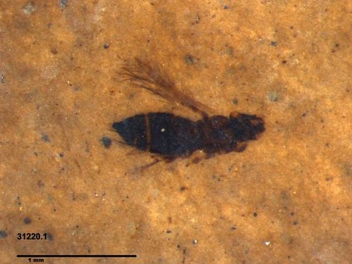 Genus sp