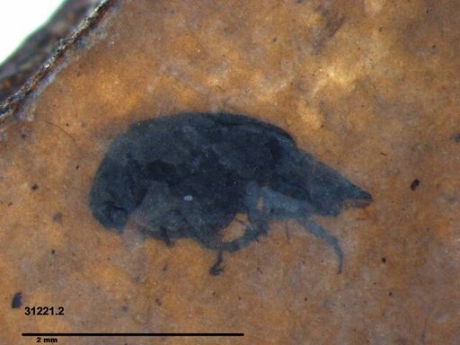 Mordellidae
