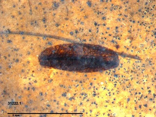 Tracheophyta