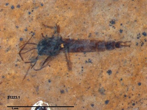 Genus sp