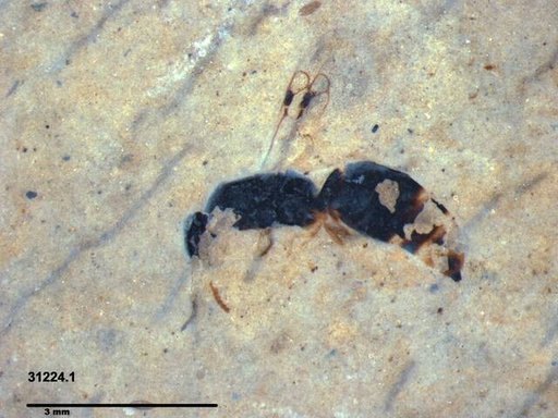 Genus sp