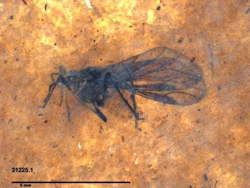Aphididae