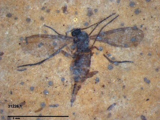 Sciaridae