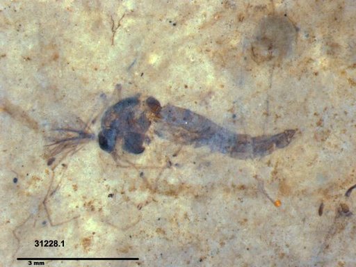 Genus sp
