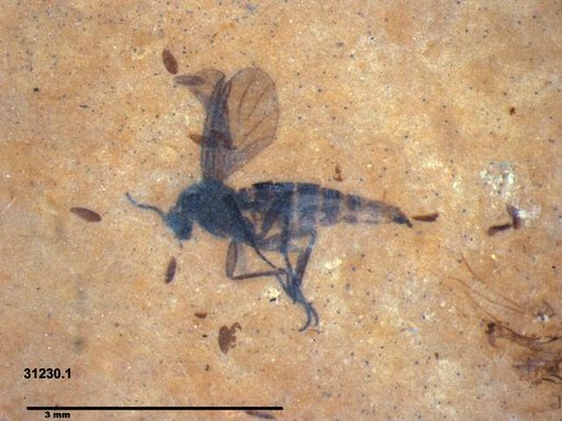 Sciaridae