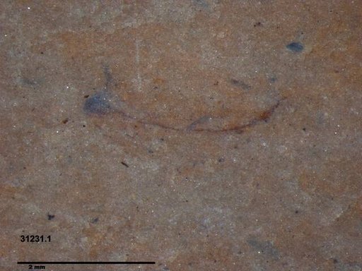 Tracheophyta