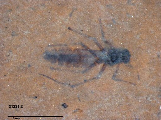 Diptera