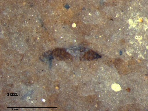Genus sp