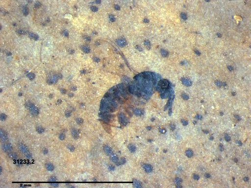 Genus sp