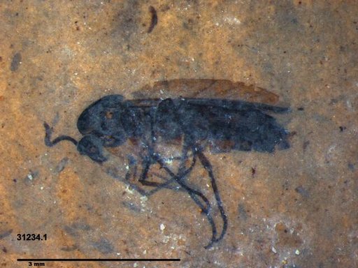 Genus sp