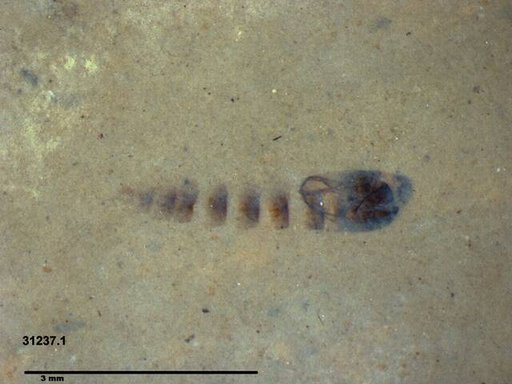 Genus sp