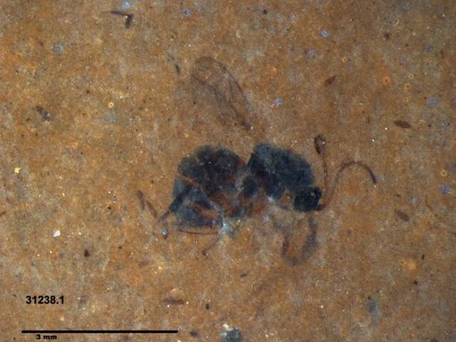 Genus sp