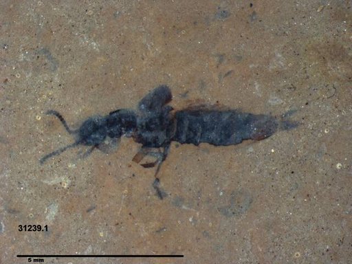 Genus sp