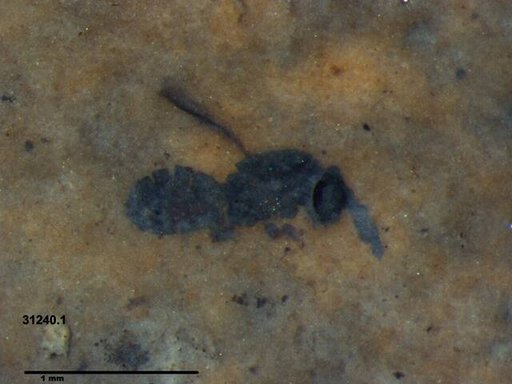 Genus sp