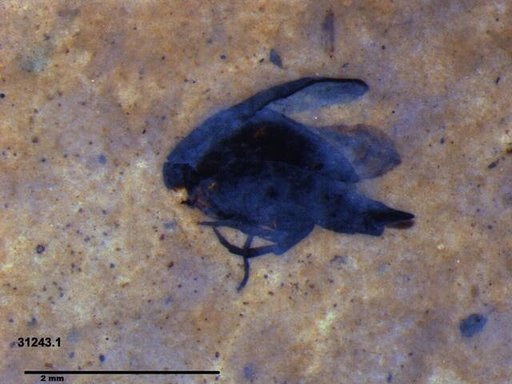 Mordellidae