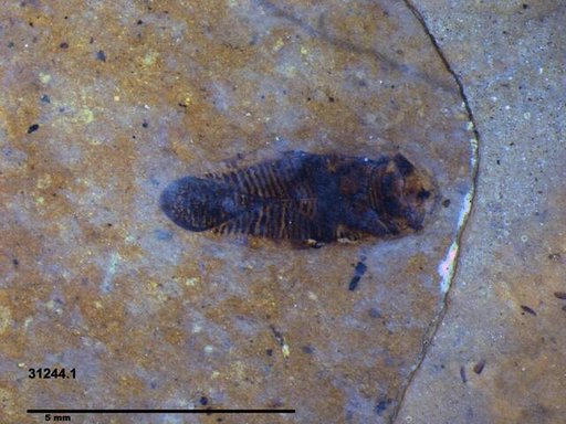 Corixidae
