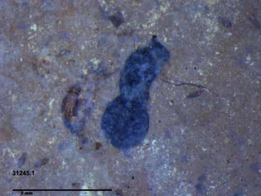 Genus sp