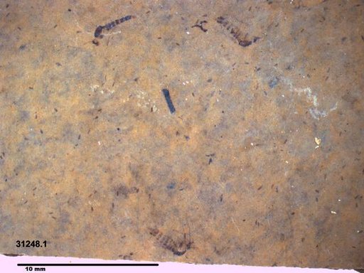 Chaoboridae