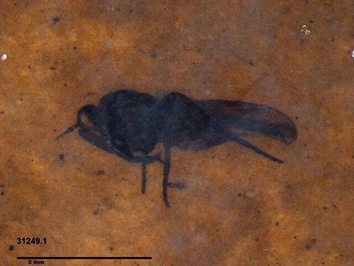 Diptera