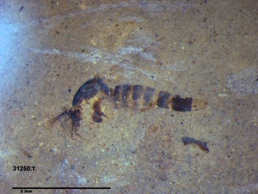 Chaoboridae
