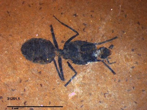 Formicidae