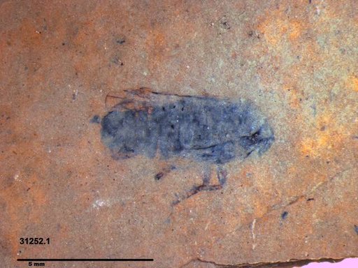 Genus sp