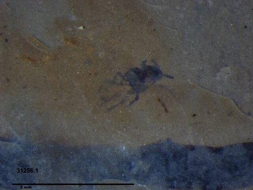 Aphididae