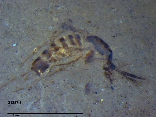 Chaoboridae