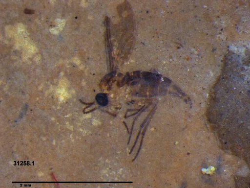 Sciaridae