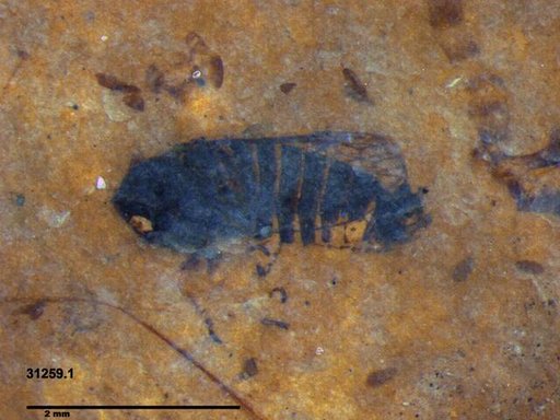 Genus sp