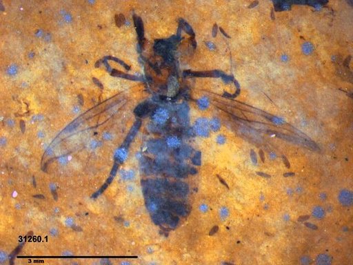 Genus sp